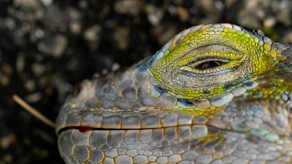 Jaelan Phillips veut savoir comment un iguane est entré dans ses toilettes