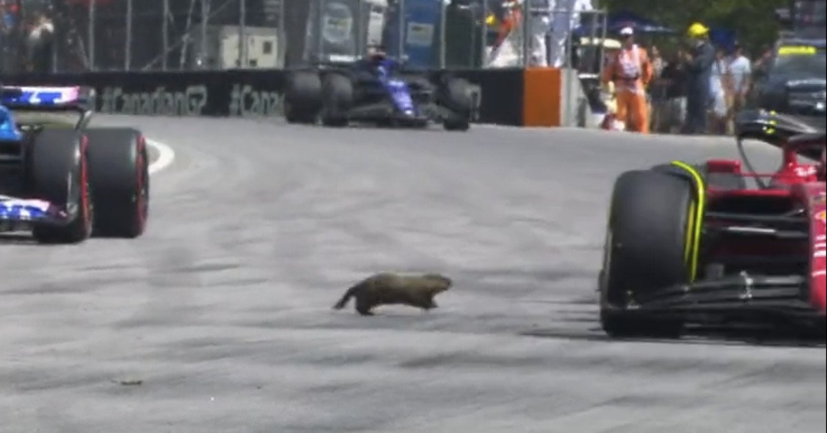 Les vraies stars du Grand Prix F1 du Canada ?  Marmottes